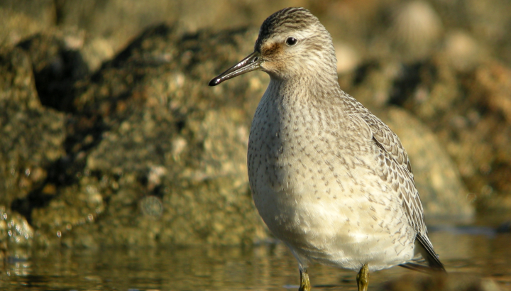 Découvrez la synthèse Wetlands 2021 en Nouvelle-Aquitaine !